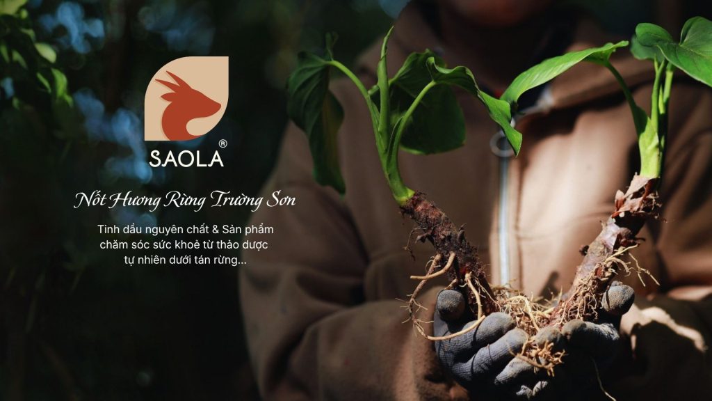 banner saola