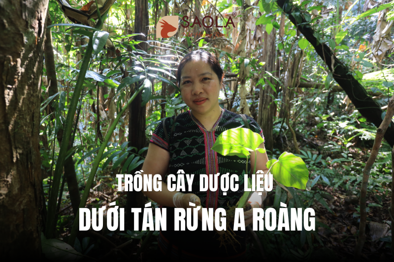 Trồng Cây Dược Liệu Dưới Tán Rừng A Roàng: Hành Trình Xanh Cùng SAOLA