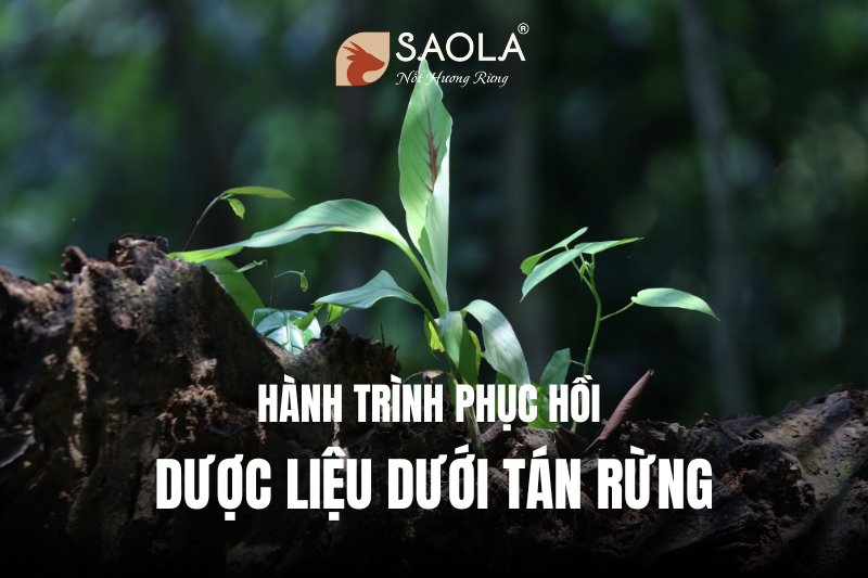 Hành Trình Phục Hồi Dược Liệu Dưới Tán Rừng: Gieo Mầm Xanh, Gặt Hy Vọng