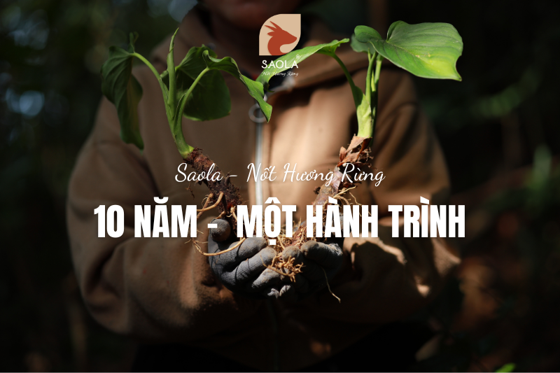 SAOLA – Hành trình 10 năm đưa giá trị từ rừng Trung Trường Sơn đến cuộc sống hiện đại